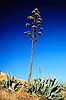Agave. Agave ( Scan af KOL570 )  Agave spec., Agavaveae Granada Spanien  Planter Agave-familien