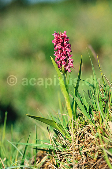 K�dfarvet g�geurt. K�dfarvet g�geurt ( Scan af KOL7486 ) ; Dactylorhiza incarnata incarnata; �land; Sverige; ; Planter; Orkid�-ordenen, Orchidales, Orkid�-familien, Orchidaceae