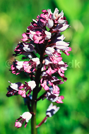 Ridderg�geurt. Ridder g�geurt ( Scan af KOL7466 ) ; Orchis militaris; �land; Sverige; ; Planter; Orkid�-ordenen, Orchidales, Orkid�-familien, Orchidaceae