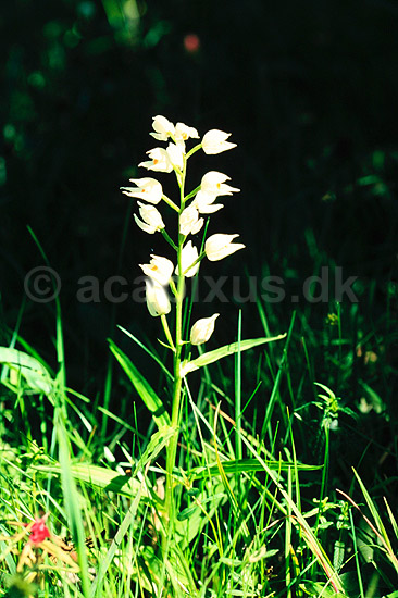 Sv�rd-Skovlilje. Sv�rd-Skovlilje ( Scan af KOL7439 ) ; Cephalanthera longifolia; �land; Sverige; ; Planter; Orkid�-ordenen, Orchidales, Orkid�-familien, Orchidaceae