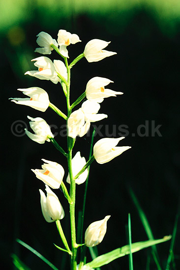 Sv�rd-Skovlilje. Sv�rd-Skovlilje ( Scan af KOL7441 ) ; Cephalanthera longifolia; �land; Sverige; ; Planter; Orkid�-ordenen, Orchidales, Orkid�-familien, Orchidaceae