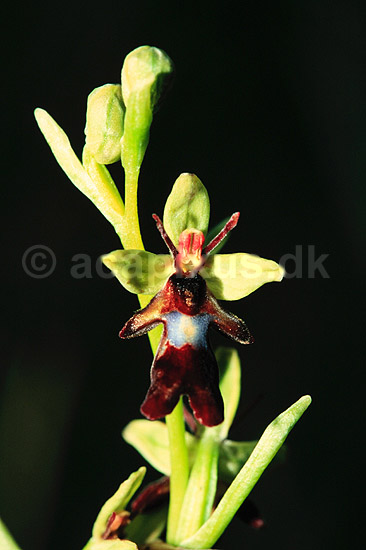 Flueblomst. Flueblomst ( Scan af KOL7446 ) ; Ophrys insectifera; �land; Sverige; ; Planter; Orkid�-ordenen, Orchidales, Orkid�-familien, Orchidaceae
