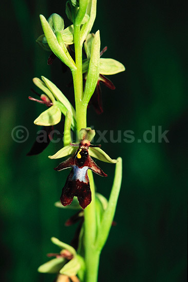 Flueblomst. Flueblomst ( Scan af KOL7445 ) ; Ophrys insectifera; �land; Sverige; ; Planter; Orkid�-ordenen, Orchidales, Orkid�-familien, Orchidaceae
