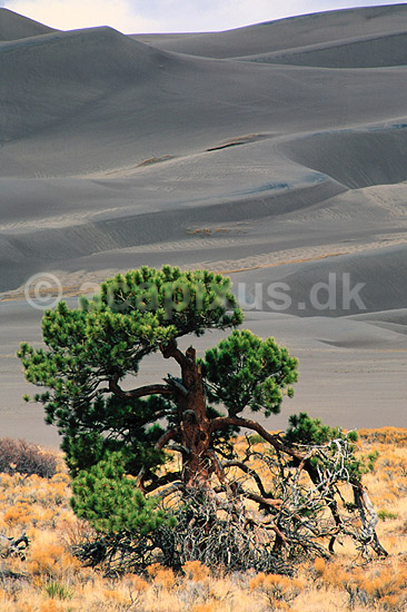 Great Sand Dunes. Great Sand Dunes National Monument - Gammelt fyrretr� foran sandklitter ( Scan af KOL3799 ) ; ; Great Sand Dunes NM / Rocky Mountains / Colorado; USA; Nordamerika; ; �rken, sand, t�rke