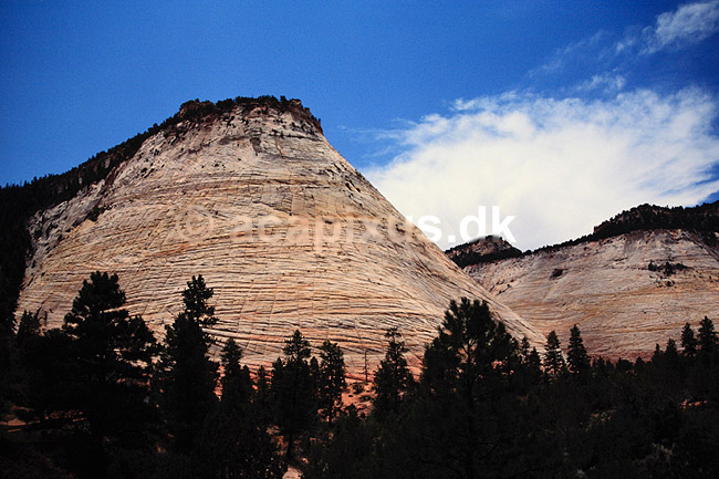 Checkerboard Mesa. Checkerboard Mesa ( Scan af KOL398 ) ; ; Zion National Park / Utah; USA; Nordamerika; ; Erosion, sandsten