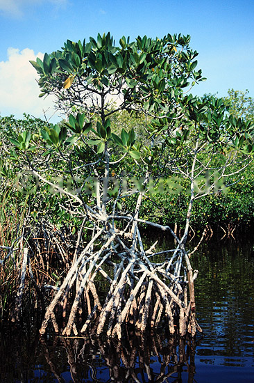 Mangrove i Everglades. Mangrove i Everglades National Park. Fra Noble Hammock Canoe Trail ( Scan af KOL2259 ) ; ; Everglades NP / Florida; USA; Nordamerika; ; Mangroveskov