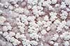 Saltaflejring. Chot el Jerid salts�en. Saltaflejringer p� bredden ( Scan af KOL1023 )   Chot el Jerid Tunesien Afrika  Salt, NaCl, NaCl2, Natriumchlorid, saltkrystal, saltkrystaller