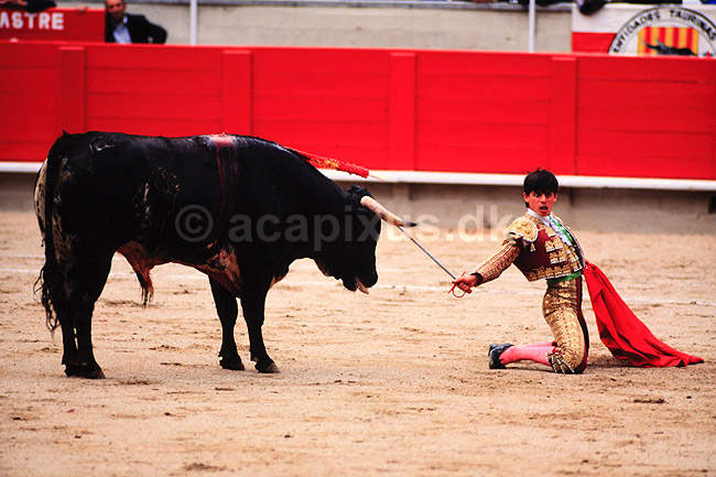 Tyref�gtning. Matadoren blotter sig foran den fuldst�ndigt udmarvede tyr ( Scan af KOL622 ) ; ; Plaza de Toros Monumental / Barcelona; Spanien; ; ; Matador, tyref�gter