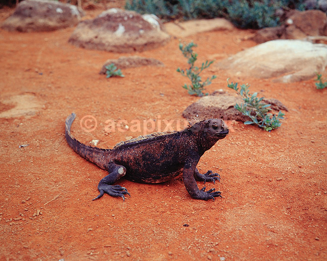 Havleguan. Havleguan ( Scan af KOL5015 ); Amblyrhynchus cristatus, Iguanidae; North Seymour / Galapagos; Equador; Sydamerika; krybdyr; Leguaner, havleguaner
