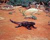 Havleguan. Havleguan ( Scan af KOL5014 ) Amblyrhynchus cristatus, Iguanidae North Seymour / Galapagos Equador Sydamerika krybdyr Leguaner, havleguaner