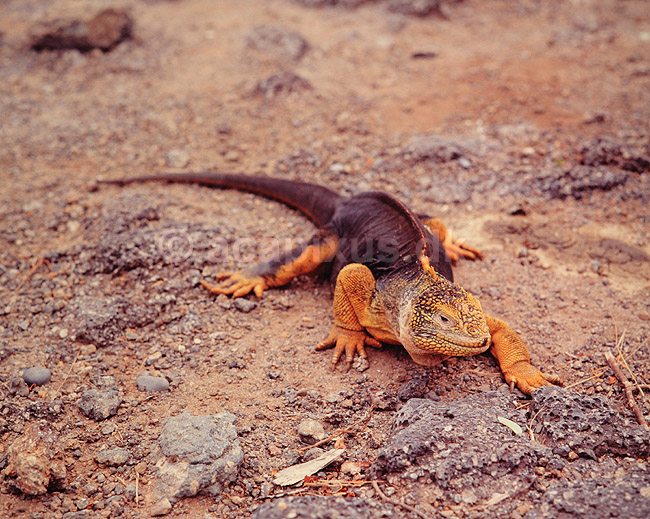 Landleguan. Landleguan ( Scan af KOL5018 ); Conolophus subcristatus, Iguanidae; South Plazas / Galapagos; Equador; Sydamerika; krybdyr; Leguaner, landleguaner