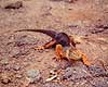 Landleguan. Landleguan ( Scan af KOL5018 ) Conolophus subcristatus, Iguanidae South Plazas / Galapagos Equador Sydamerika krybdyr Leguaner, landleguaner
