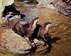 Dv�rgodder. Dv�rg odder ( Scan af KOL4560 ) Anoyx cinerea, Mustelidae ZOO / K�benhavn   pattedyr Odder, oddere, M�rer, Mustelidae, rovdyr
