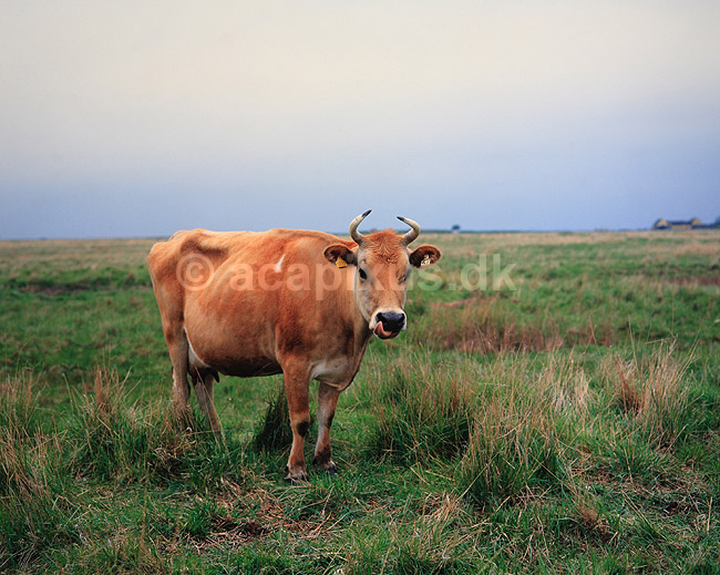 Jersey ko. Jersey ko p� Saltholm ( Scan af KOL4039 ); Bos taurus, Bovidae; Saltholm v. Amager; ; ; pattedyr; Skedehornede, Bovidae, Parrett�ede hovdyr, Artiodactyla, malkeko, malkek�r, husdyr, landbrug