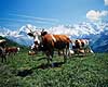 R�dbroget kv�g. R�dbroget kv�g i Alperne ( Scan af KOL4224 ) Bos taurus, Bovidae Alperne Schweiz  pattedyr Skedehornede, Bovidae, Parrett�ede hovdyr, Artiodactyla, malkeko, malkek�r, husdyr, landbrug