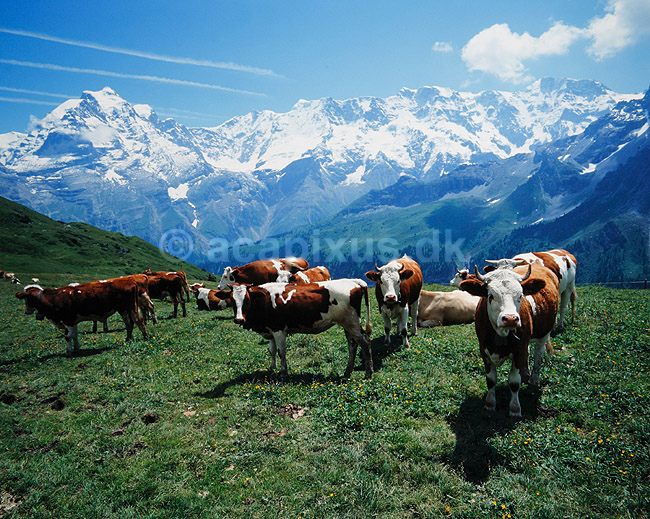R�dbroget kv�g. R�dbroget kv�g i Alperne ( Scan af KOL4223 ); Bos taurus, Bovidae; Alperne; Schweiz; ; pattedyr; Skedehornede, Bovidae, Parrett�ede hovdyr, Artiodactyla, malkeko, malkek�r, husdyr, landbrug