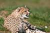 Gepard. Gepard hviler i gr�sset Acinonyx jubatus    pattedyr Geparder, rovdyr, katte, kattedyr, Felidae, Carnivora