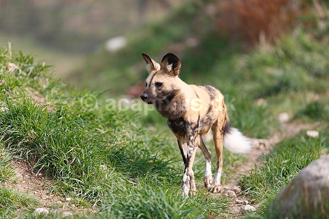 Hy�nehund; Lycaon pictus; ; ; ; pattedyr; Rovdyr, Carnivora, Hunde, Canidae, afriskansk vildhund