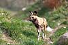 Hy�nehund Lycaon pictus    pattedyr Rovdyr, Carnivora, Hunde, Canidae, afriskansk vildhund
