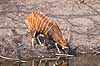 Bongo antilope Tragelaphus euryceros    pattedyr Skedehornede, Bovidae, Parrett�ede hovdyr, Artiodactyla, truede dyrearter