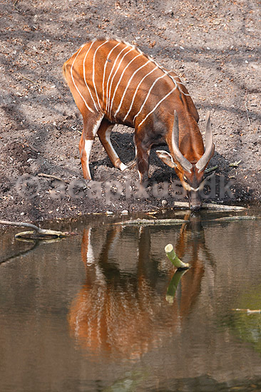 Bongo antilope; Tragelaphus euryceros; ; ; ; pattedyr; Skedehornede, Bovidae, Parrett�ede hovdyr, Artiodactyla, truede dyrearter