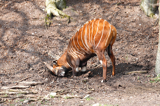Bongo antilope; Tragelaphus euryceros; ; ; ; pattedyr; Skedehornede, Bovidae, Parrett�ede hovdyr, Artiodactyla, truede dyrearter