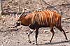 Bongo antilope Tragelaphus euryceros    pattedyr Skedehornede, Bovidae, Parrett�ede hovdyr, Artiodactyla, truede dyrearter