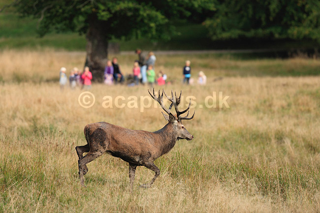 Kronhjort. Kronhjort under brunst perioden; Cervus elaphus; J�gersborg Dyrehave / Sj�lland; ; ; pattedyr; Hjorte, kronhjorte, Cervidae, Parrett�ede hovdyr, Artiodactyla, Krondyr, Red deer, kronvildt, krondyr, kronhjorte, brunst, hjort