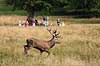 Kronhjort. Kronhjort under brunst perioden Cervus elaphus J�gersborg Dyrehave / Sj�lland   pattedyr Hjorte, kronhjorte, Cervidae, Parrett�ede hovdyr, Artiodactyla, Krondyr, Red deer, kronvildt, krondyr, kronhjorte, brunst, hjort