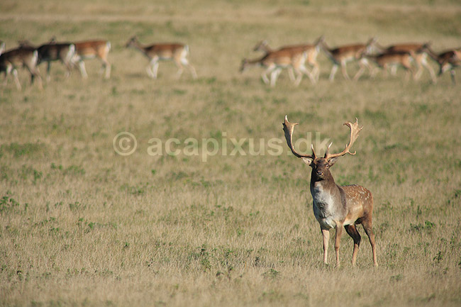 D�dyr. D�dyr p� brunstpladsen i Dyrehaven; Dama dama; J�gersborg Dyrehave / Sj�lland; ; ; pattedyr; Hjorte, Cervidae, Parrett�ede hovdyr, Artiodactyla, hjort, d�vildt, gevir, fuldskuffel, dr�vtygger, brunst, fallow deer, d�hjort, dovhjort