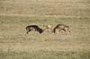 D�dyr. D�dyr p� brunstpladsen i Dyrehaven Dama dama J�gersborg Dyrehave / Sj�lland   pattedyr Hjorte, Cervidae, Parrett�ede hovdyr, Artiodactyla, hjort, d�vildt, gevir, fuldskuffel, dr�vtygger, brunst, fallow deer, d�hjort, dovhjort