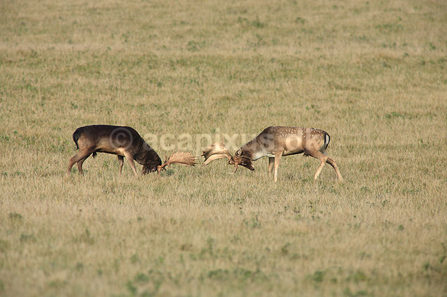 D�dyr. D�dyr p� brunstpladsen i Dyrehaven; Dama dama; J�gersborg Dyrehave / Sj�lland; ; ; pattedyr; Hjorte, Cervidae, Parrett�ede hovdyr, Artiodactyla, hjort, d�vildt, gevir, fuldskuffel, dr�vtygger, brunst, fallow deer, d�hjort, dovhjort
