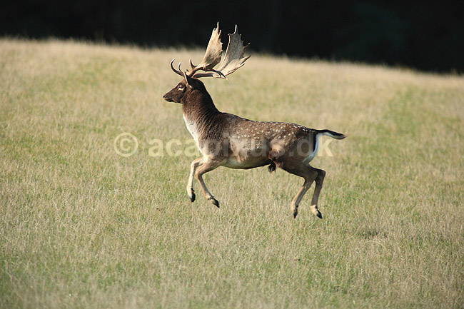D�dyr. D�dyr p� brunstpladsen i Dyrehaven; Dama dama; J�gersborg Dyrehave / Sj�lland; ; ; pattedyr; Hjorte, Cervidae, Parrett�ede hovdyr, Artiodactyla, hjort, d�vildt, gevir, fuldskuffel, dr�vtygger, brunst, fallow deer, d�hjort, dovhjort