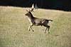 D�dyr. D�dyr p� brunstpladsen i Dyrehaven Dama dama J�gersborg Dyrehave / Sj�lland   pattedyr Hjorte, Cervidae, Parrett�ede hovdyr, Artiodactyla, hjort, d�vildt, gevir, fuldskuffel, dr�vtygger, brunst, fallow deer, d�hjort, dovhjort