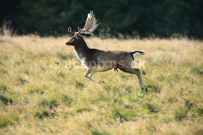 D�dyr. D�dyr p� brunstpladsen i Dyrehaven; Dama dama; J�gersborg Dyrehave / Sj�lland; ; ; pattedyr; Hjorte, Cervidae, Parrett�ede hovdyr, Artiodactyla, hjort, d�vildt, gevir, fuldskuffel, dr�vtygger, brunst, fallow deer, d�hjort, dovhjort