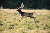 D�dyr. D�dyr p� brunstpladsen i Dyrehaven Dama dama J�gersborg Dyrehave / Sj�lland   pattedyr Hjorte, Cervidae, Parrett�ede hovdyr, Artiodactyla, hjort, d�vildt, gevir, fuldskuffel, dr�vtygger, brunst, fallow deer, d�hjort, dovhjort