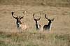 D�dyr. D�dyr p� brunstpladsen i Dyrehaven Dama dama J�gersborg Dyrehave / Sj�lland   pattedyr Hjorte, Cervidae, Parrett�ede hovdyr, Artiodactyla, hjort, d�vildt, gevir, fuldskuffel, dr�vtygger, brunst, fallow deer, d�hjort, dovhjort