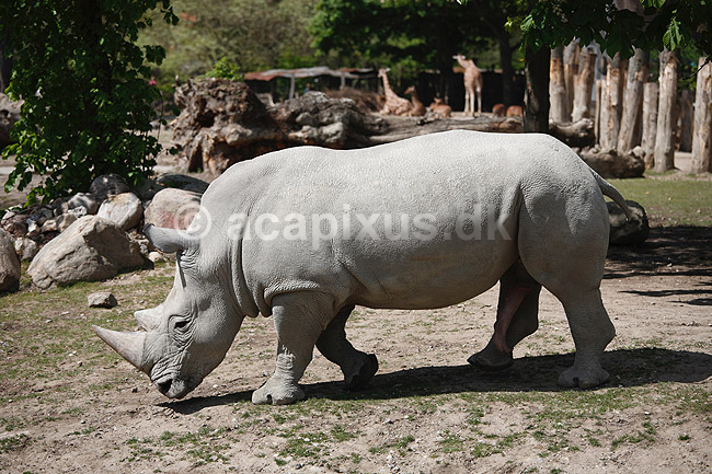 N�sehorn. Sydligt bredsnudet n�sehorn eller hvidt n�sehorn; Ceratotherium simum; ZOO / K�benhavn; ; ; pattedyr; Uparrett�ede hovdyr, Perissodactyla