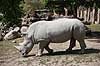 N�sehorn. Sydligt bredsnudet n�sehorn eller hvidt n�sehorn Ceratotherium simum ZOO / K�benhavn   pattedyr Uparrett�ede hovdyr, Perissodactyla