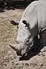 N�sehorn. Sydligt bredsnudet n�sehorn eller hvidt n�sehorn Ceratotherium simum ZOO / K�benhavn   pattedyr Uparrett�ede hovdyr, Perissodactyla