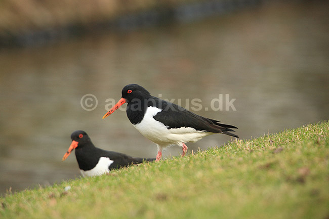 Strandskader. Strandskader s�ger f�de i gr�sset langs kanal i Den Haag; Haematopus ostralegus; Den Haag; Holland; ; fugle; Strandskade, Haematopodidae, M�gefugle og vadefugle, Charadriiformes
