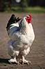 Brahmakok. Brahma racekok af farven hvidsortcolumbia Gallus domesticus Loosduinen - kinderboerderij / Den Haag Holland  fugle Raceh�ns, racehane, Fasanfugle, Phasianidae, H�nsefugle, Galliformes, h�ns, hane
