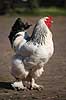 Brahmakok. Brahma racekok af farven hvidsortcolumbia Gallus domesticus Loosduinen - kinderboerderij / Den Haag Holland  fugle Raceh�ns, racehane, Fasanfugle, Phasianidae, H�nsefugle, Galliformes, h�ns, hane