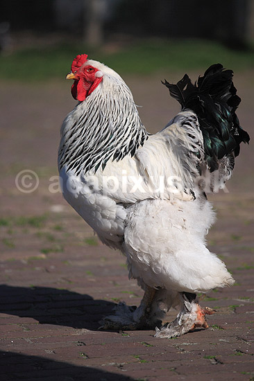 Brahmakok. Brahma racekok af farven hvidsortcolumbia; Gallus domesticus; Loosduinen - kinderboerderij / Den Haag; Holland; ; fugle; Raceh�ns, racehane, Fasanfugle, Phasianidae, H�nsefugle, Galliformes, h�ns, hane