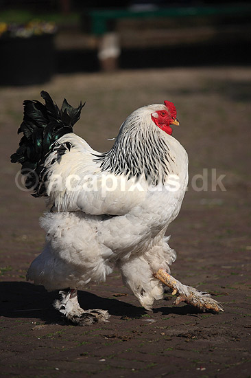 Brahmakok. Brahma racekok af farven hvidsortcolumbia; Gallus domesticus; Loosduinen - kinderboerderij / Den Haag; Holland; ; fugle; Raceh�ns, racehane, Fasanfugle, Phasianidae, H�nsefugle, Galliformes, h�ns, hane