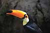 K�mpetukan. K�mpetukan eller Toco toucan Ramphastos toco Rotterdam ZOO (Diergaarde Blijdorp) Holland  fugle Tukaner, Ramphastidae, n�b, farver, tucan, k�mpetucan, tucaner, k�mpetucaner