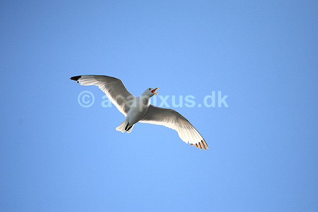 Ride. Ride flyver over stranden nedenfor kolonien p� Bulbjerg; Rissa tridactyla; Bulbjerg / Nordjylland; ; ; fugle; M�gefugle, Laridae, rider, vinger, flyve, flyvning, fugleflugt