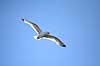 Ride. Ride flyver over stranden nedenfor kolonien p� Bulbjerg Rissa tridactyla Bulbjerg / Nordjylland   fugle M�gefugle, Laridae, rider, vinger, flyve, flyvning, fugleflugt