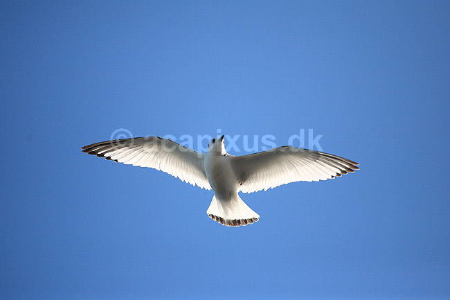 Ride. Ride (ungfugl) flyver over stranden nedenfor kolonien p� Bulbjerg; Rissa tridactyla; Bulbjerg / Nordjylland; ; ; fugle; M�gefugle, Laridae, rider, vinger, flyve, flyvning, fugleflugt