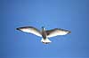 Ride. Ride (ungfugl) flyver over stranden nedenfor kolonien p� Bulbjerg Rissa tridactyla Bulbjerg / Nordjylland   fugle M�gefugle, Laridae, rider, vinger, flyve, flyvning, fugleflugt